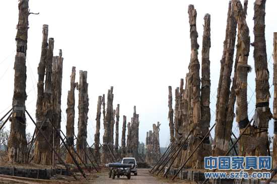 精品園內(nèi)，98棵紫薇樹(shù)分立兩排，已全部死亡。