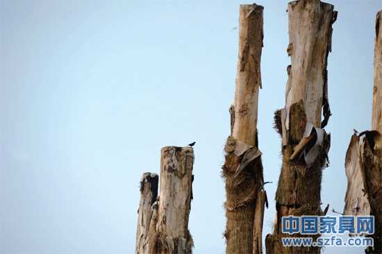 紫薇樹(shù)皮已干枯脫落。記者王從啟/攝src="http://www.zhitui5.com/file/upload/201207/18/14-00-48-68-1.jpg"