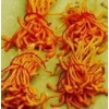 人工蟲(chóng)草與野生蟲(chóng)草為何顏色有較大差異？