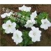 你要的！ 矮牽牛批發(fā)【贊】青州矮牽牛【推薦】山西矮牽牛