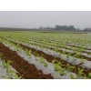 想買具有口碑的玉米地膜，就到南寧市晟和興塑膠   |貴州農用地膜