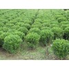 【薦！】【天津黃楊球批發(fā)】【山西黃楊球基地】【濰坊黃楊球價(jià)格】~青州光輝苗木