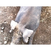 散養(yǎng)黑豬批發(fā)價(jià)格_澳門(mén)散養(yǎng)黑豬